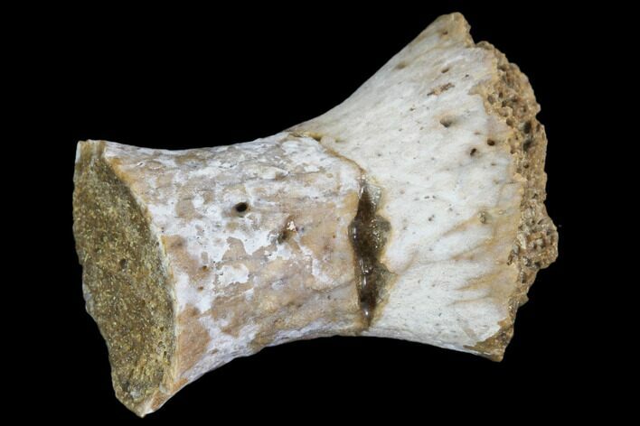 Fossil Phytosaur Toe Bone - Arizona #102450